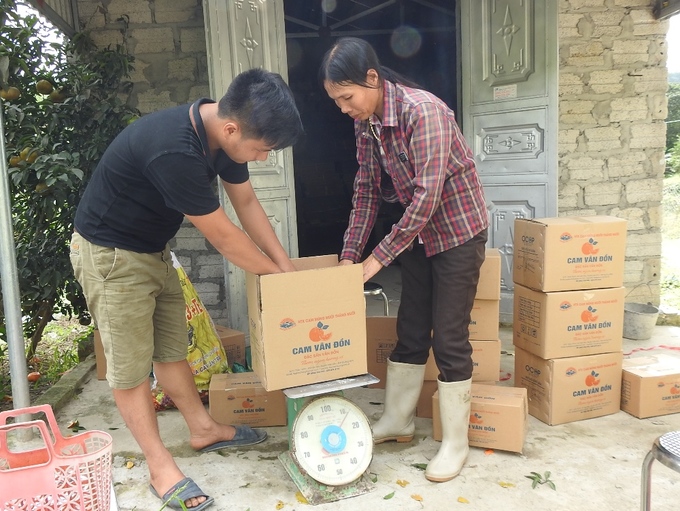 Trồng cam sạch kiếm trăm triệu mỗi năm ở Quảng Ninh