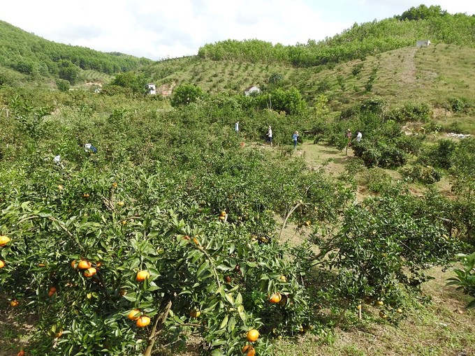 Trồng cam sạch kiếm trăm triệu mỗi năm ở Quảng Ninh